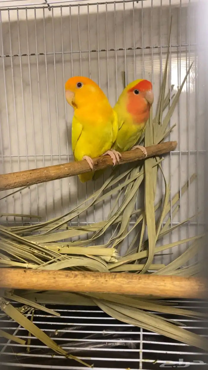 زوج روز منتج 0