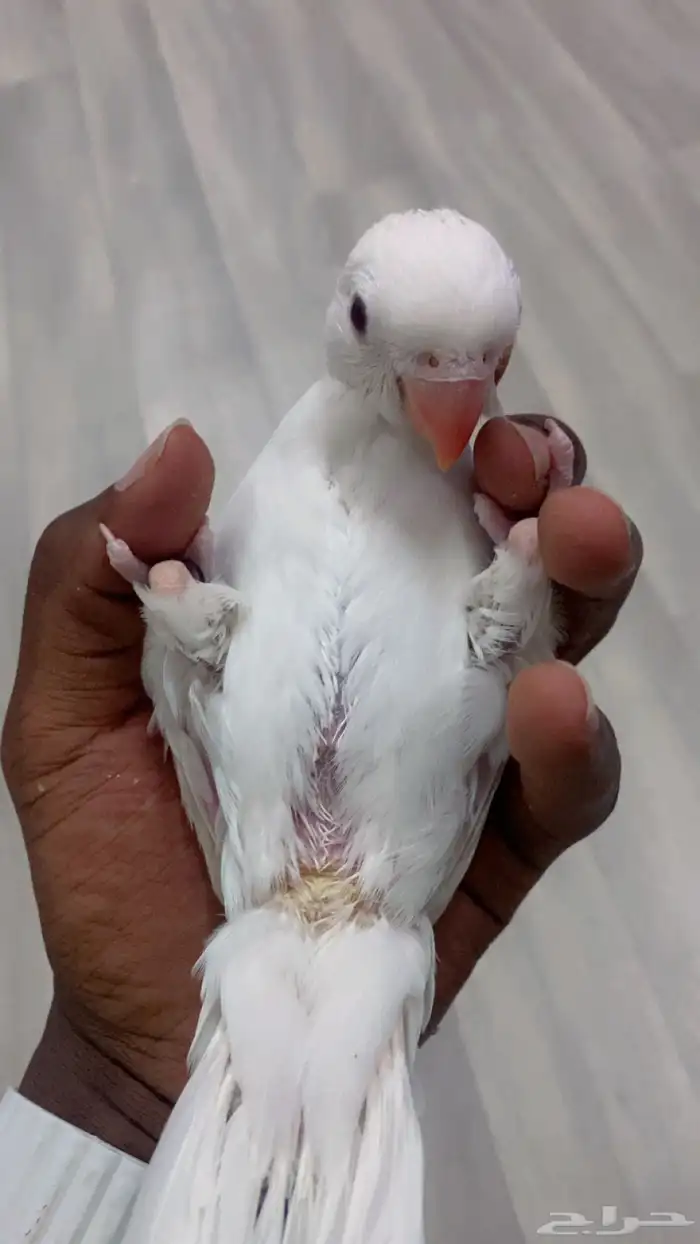 فرخ دره البينو 3