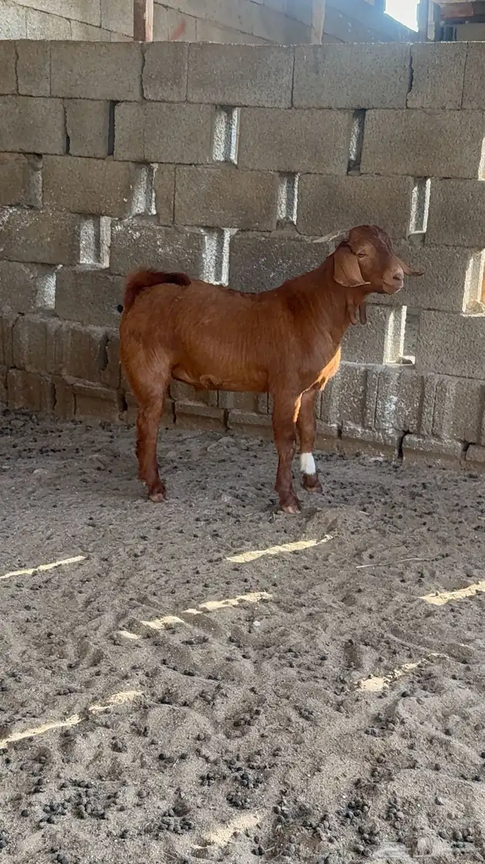 مشروع فحل كلهاري 0