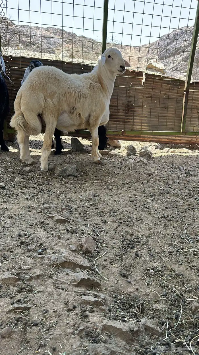 مشروع فحل حري صنف الصنف 2