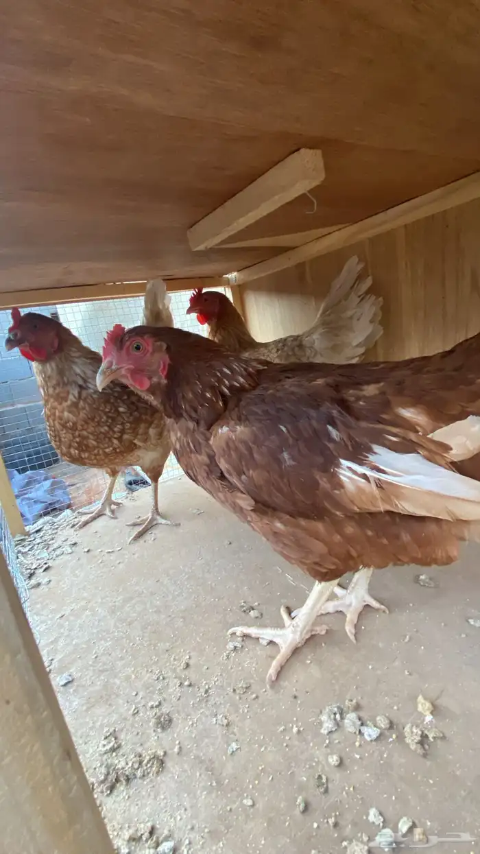 تم تم البيع 0