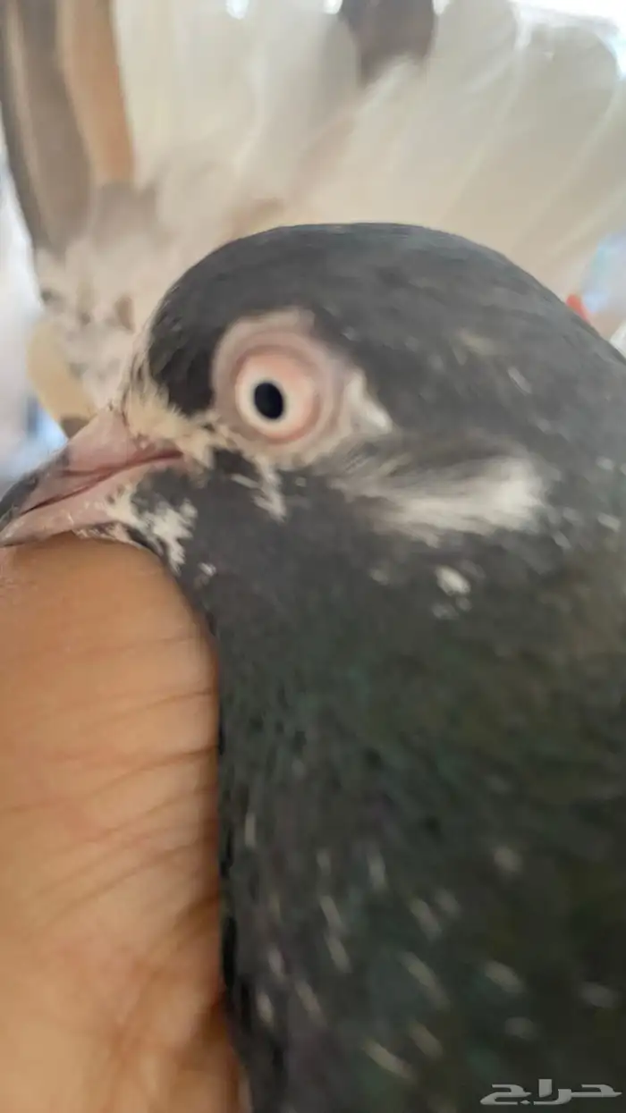 حمام باكستاني 7