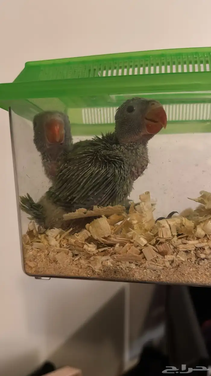 فروخ درة جامبو 1