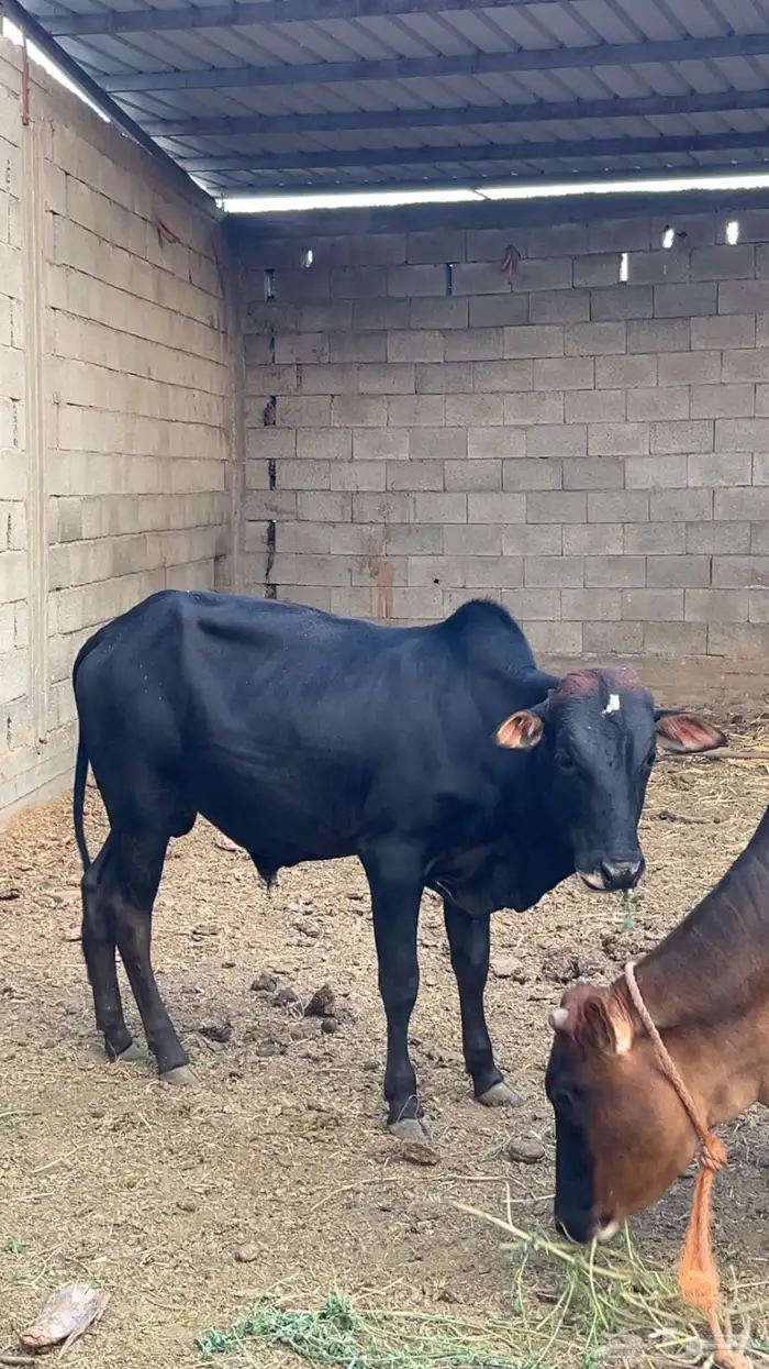 بقره و ثور 1