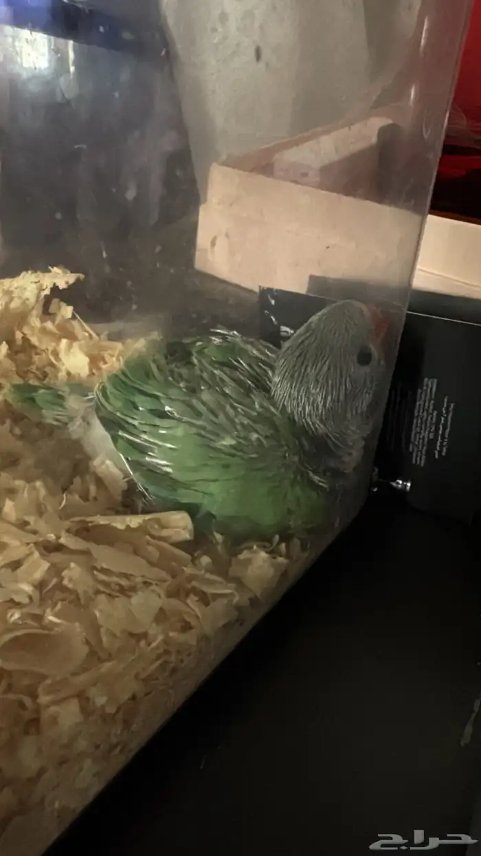 فروخ درة جامبو 3