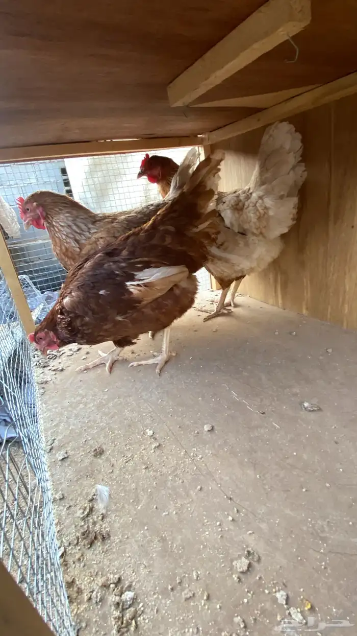 تم تم البيع 1