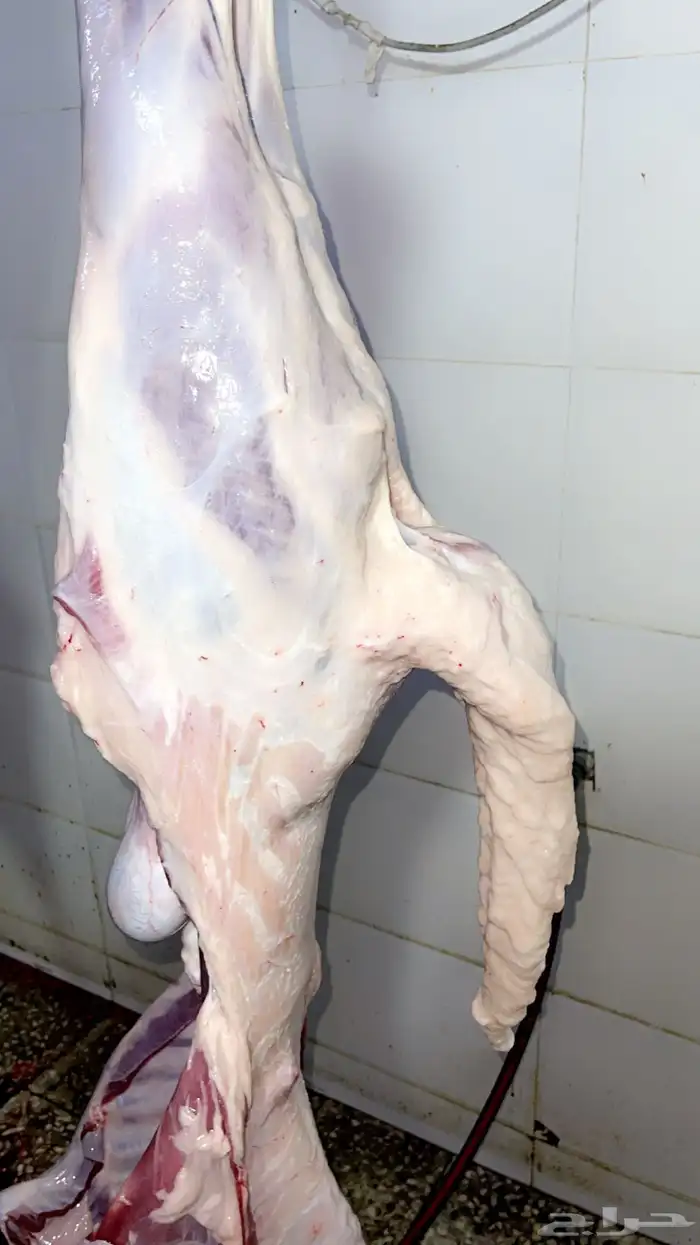 ذبائح للبيع 7