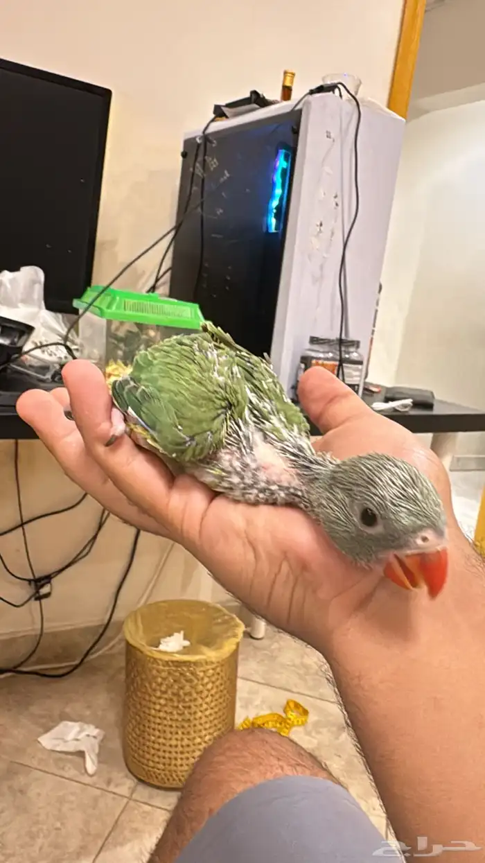 فروخ درة جامبو 2