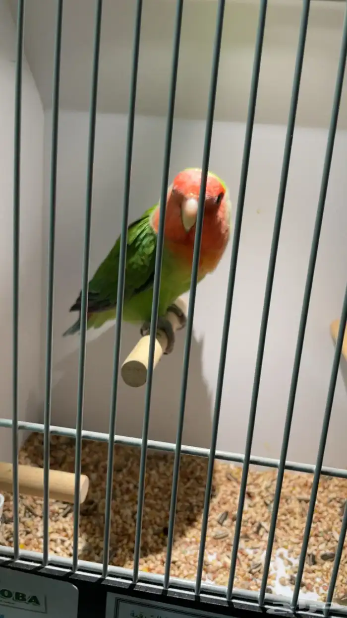 ذكر روز لونق فيذر اليف 0