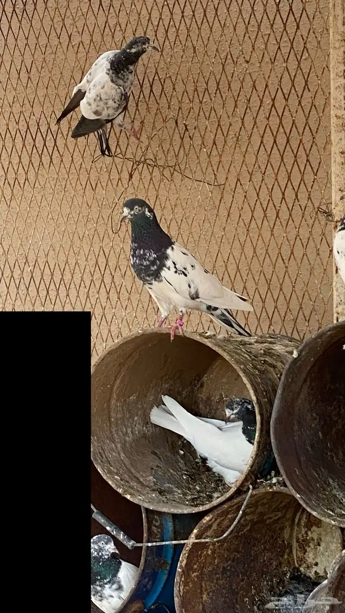 حمام باكستاني 2
