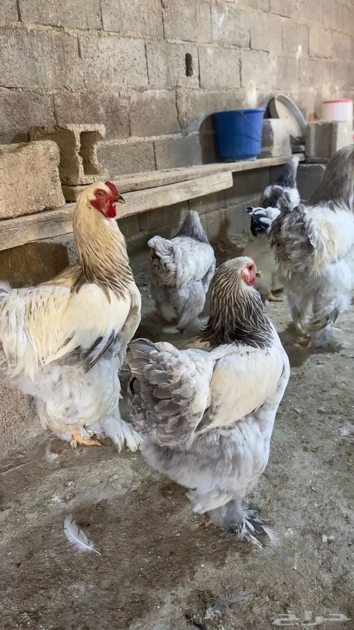 دجاج كولنبى 5
