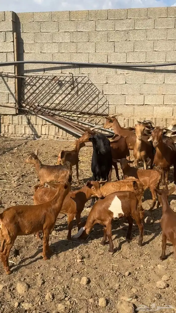 معزا دهم متابيع ( تم البيع ) 2