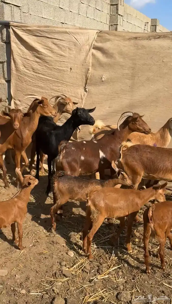 معزا دهم متابيع ( تم البيع ) 1