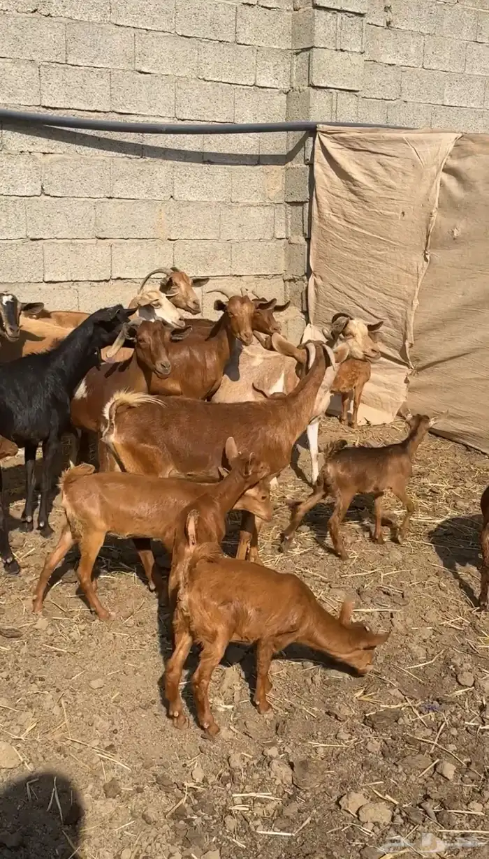 معزا دهم متابيع ( تم البيع ) 0