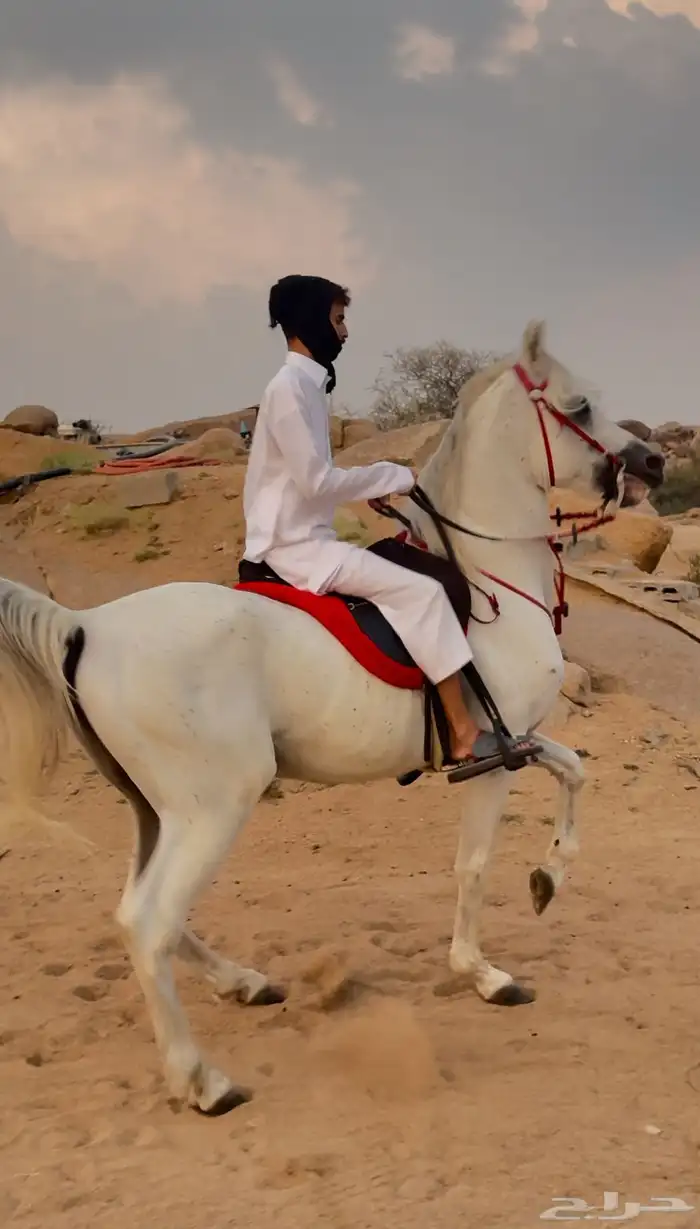 حصان واهو بيع مستعجل 1