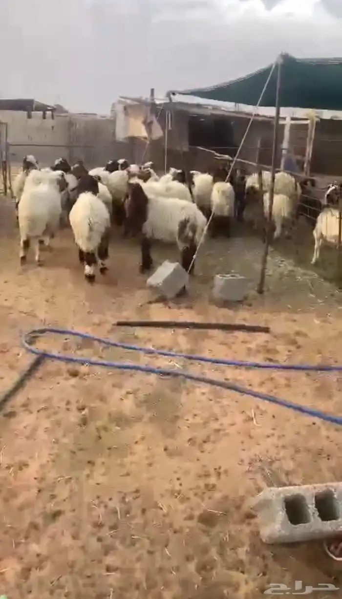 هرافى للبيع طيبه 1