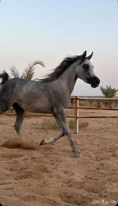 مهرة فاخرة للبيع ابنة البطل طرف الطرف 0