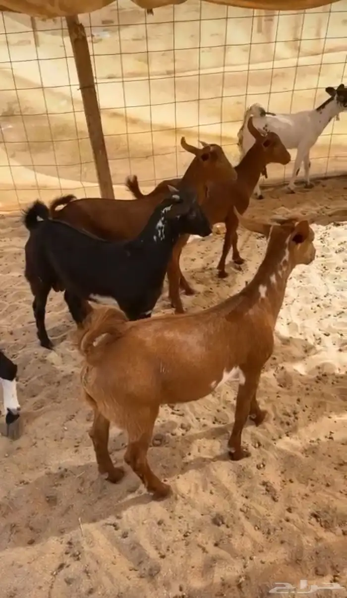 ذبائح للبيع 5