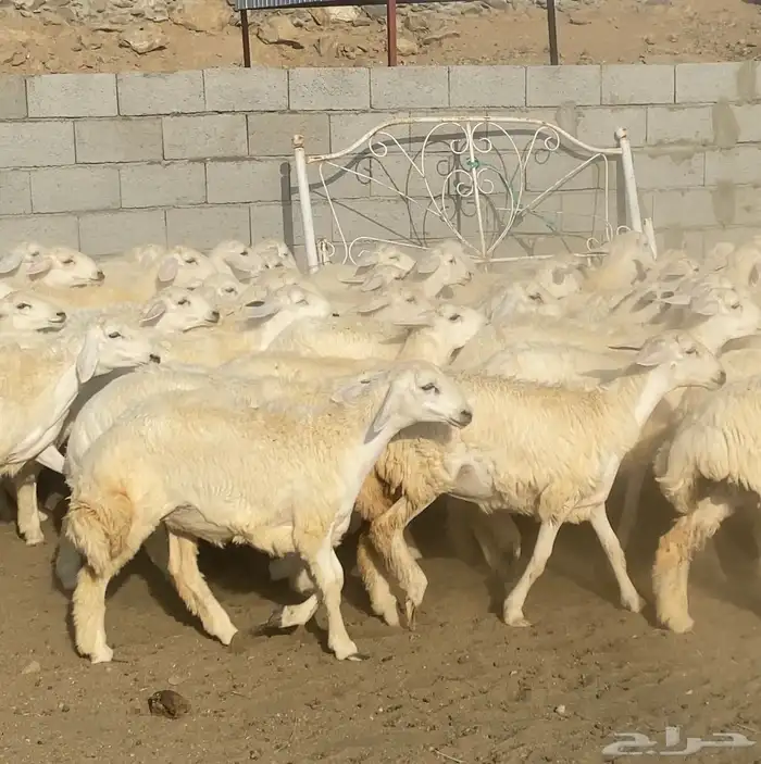 رخال حريات فوواخر تأسيس مراح 70 ( تم البيع) 4