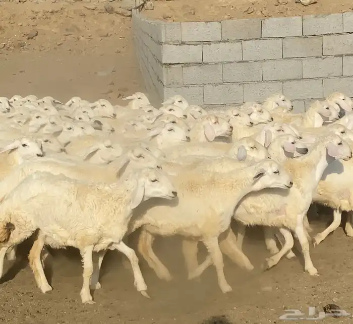 رخال حريات فوواخر تأسيس مراح 70 ( تم البيع) 0