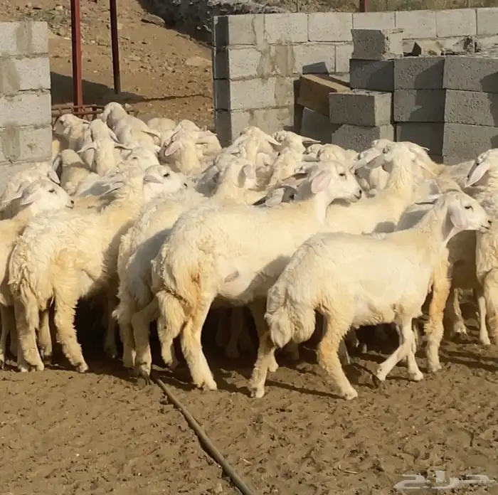 رخال حريات فوواخر تأسيس مراح 70 ( تم البيع) 2