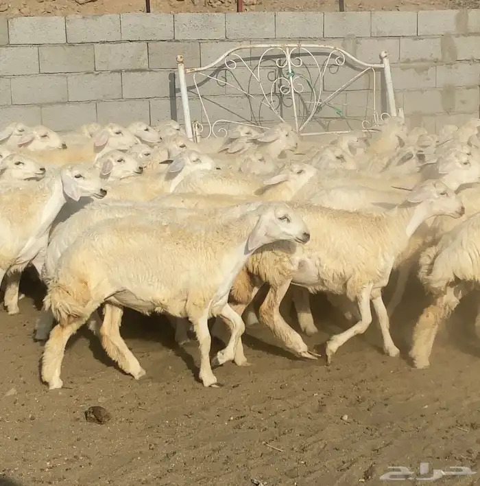 رخال حريات فوواخر تأسيس مراح 70 ( تم البيع) 1