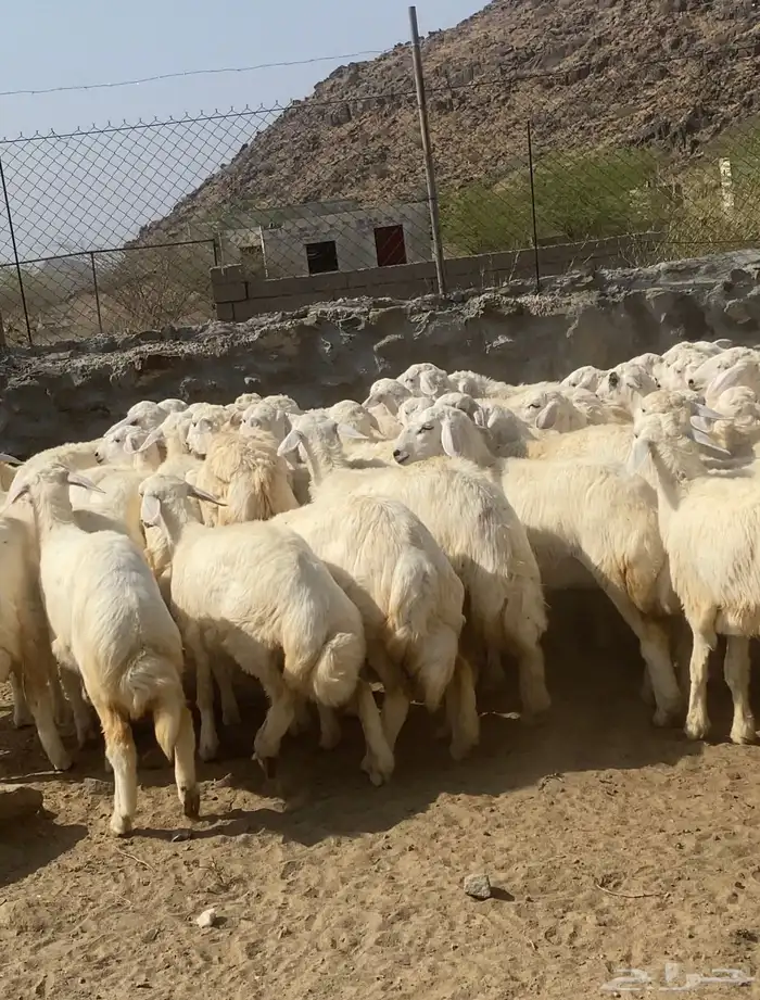 رخال حريات فوواخر تأسيس مراح 70 ( تم البيع) 5