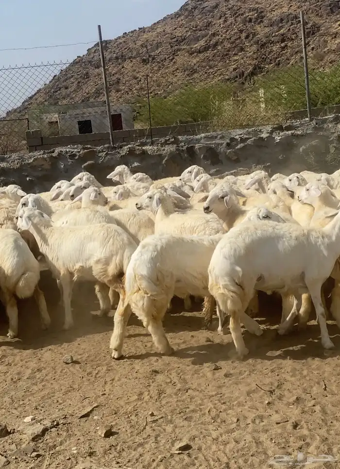 رخال حريات فوواخر تأسيس مراح 70 ( تم البيع) 6