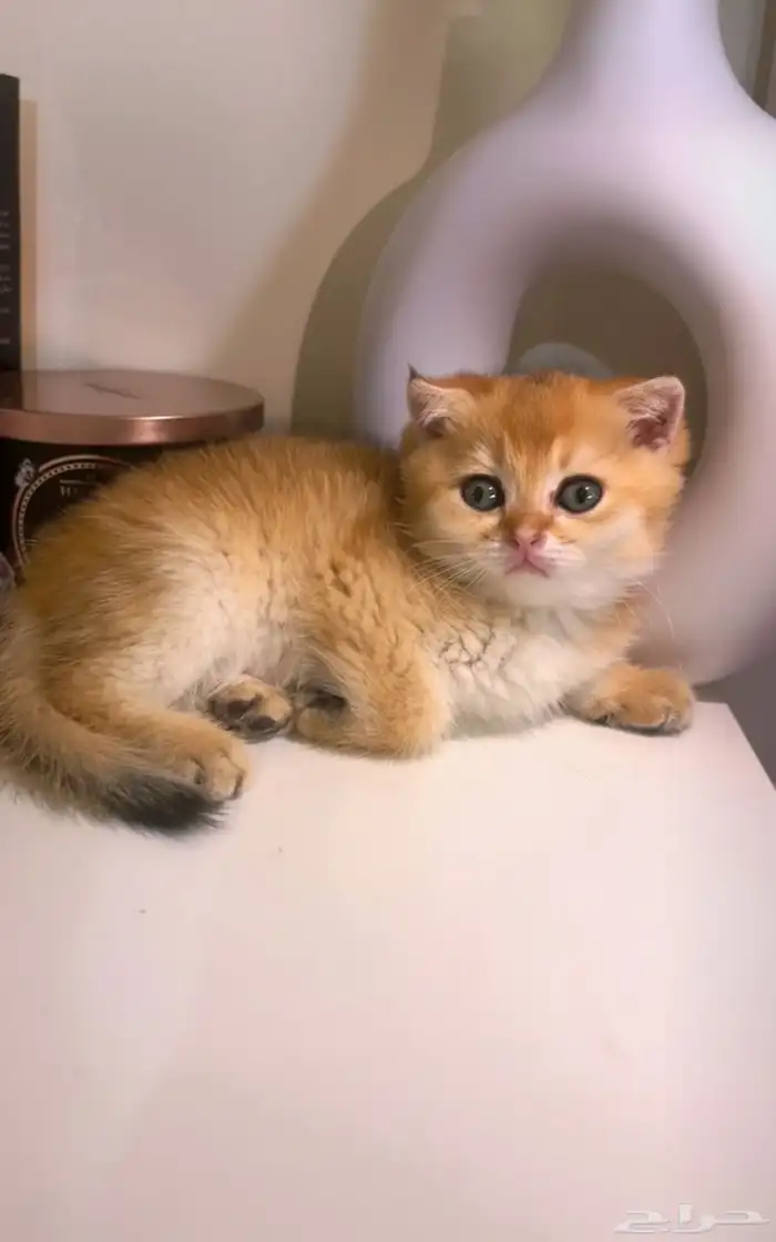 قط سكوتش فولد NY12 (تم البيع) 1