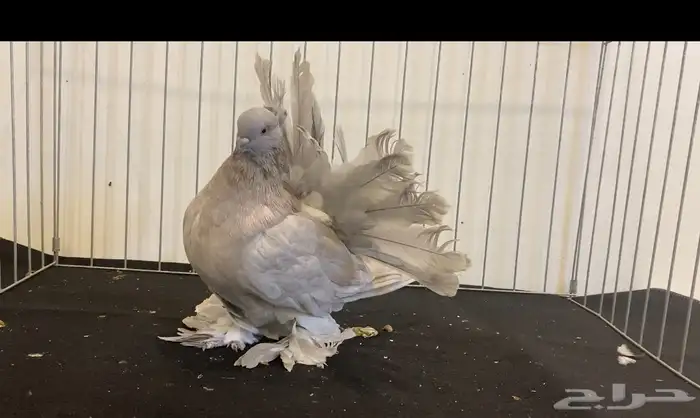 حمام رقاص أمريكي 4