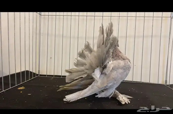حمام رقاص أمريكي 3