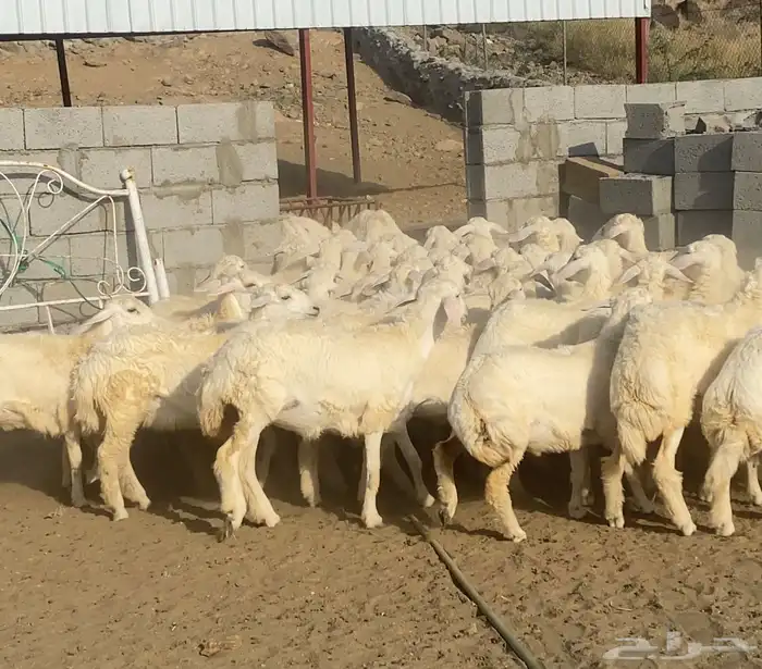 رخال حريات فوواخر تأسيس مراح 70 ( تم البيع) 3
