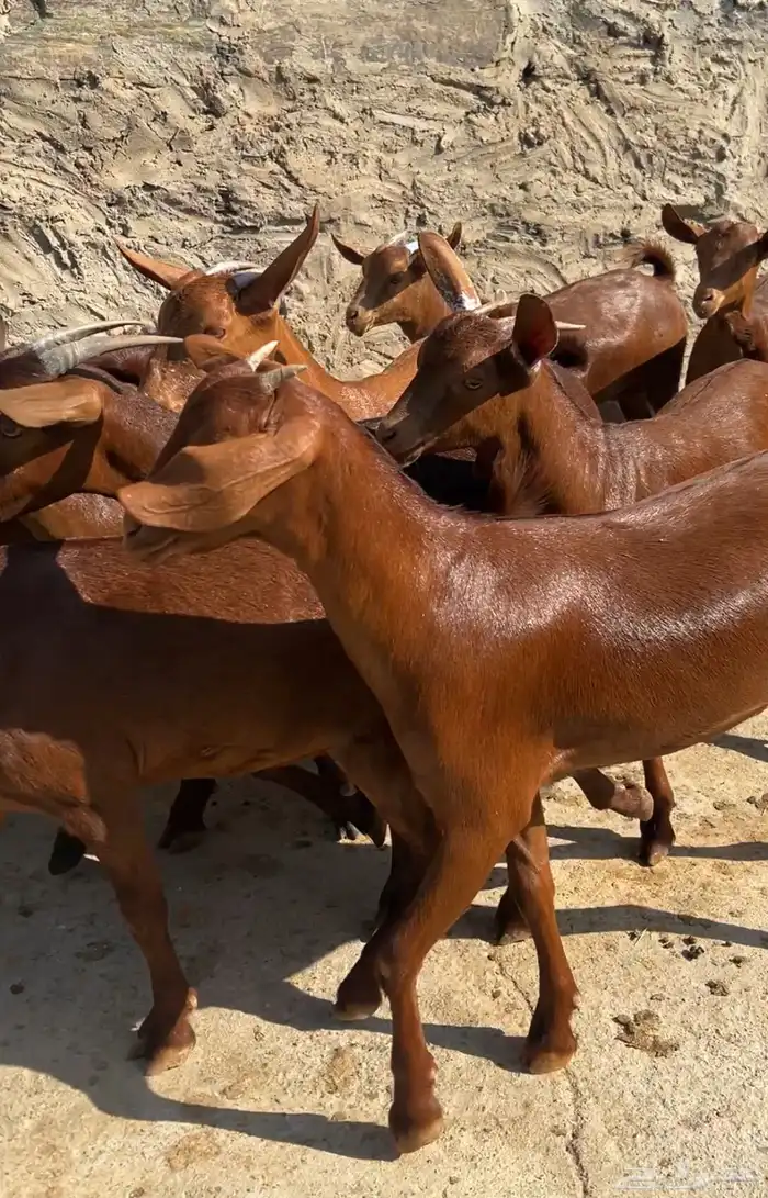 جفار دهم عدد 14 بفحلها ( تم البيع ) 4