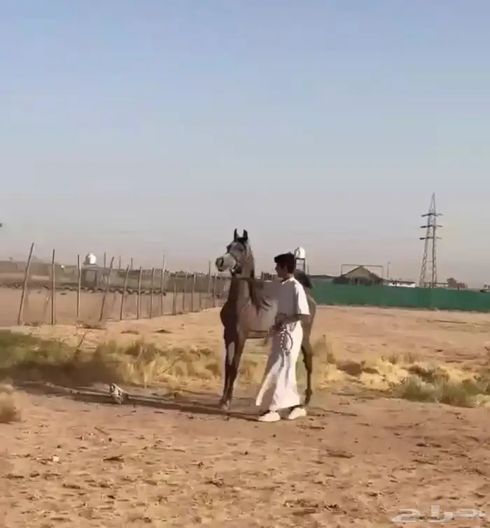 مهر واهو بطل 2