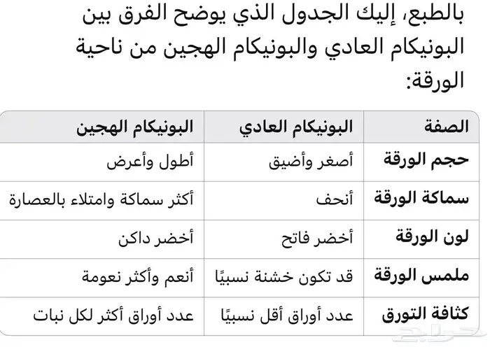 شتلات بونيكام اسباني مومباسا F1 3