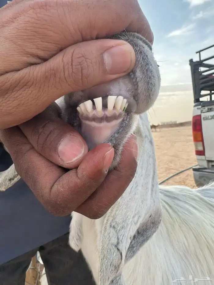 عنز متبع 0