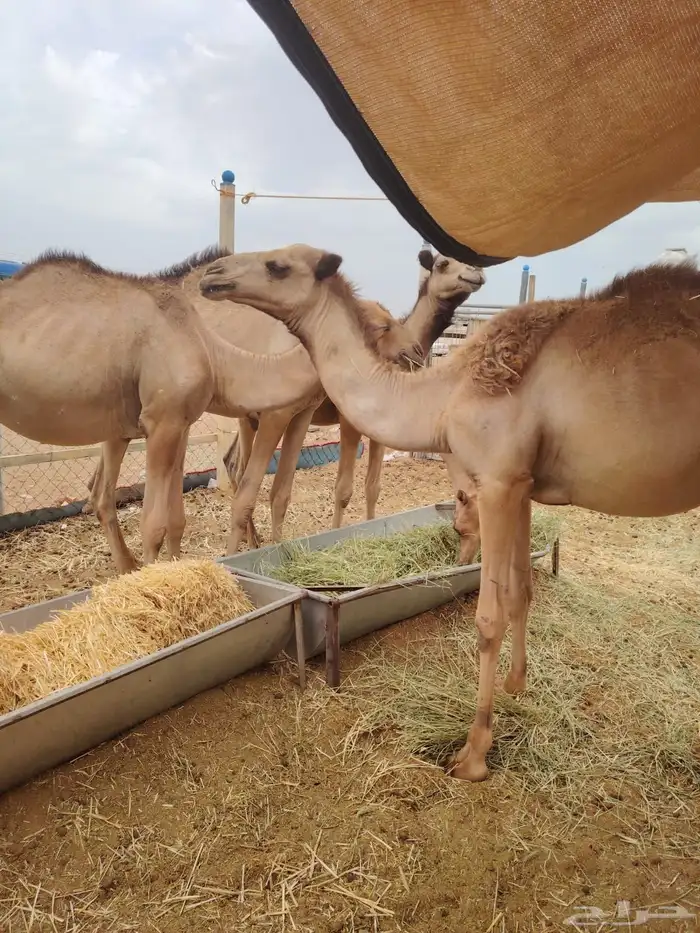 قعدان صومالي تربيه 3 شهور أوزان عاليه للزواج والمناسبات 2