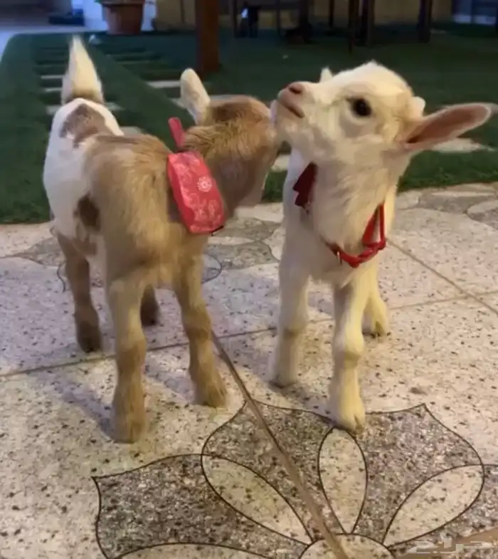 الماعز القزم الأليف 31