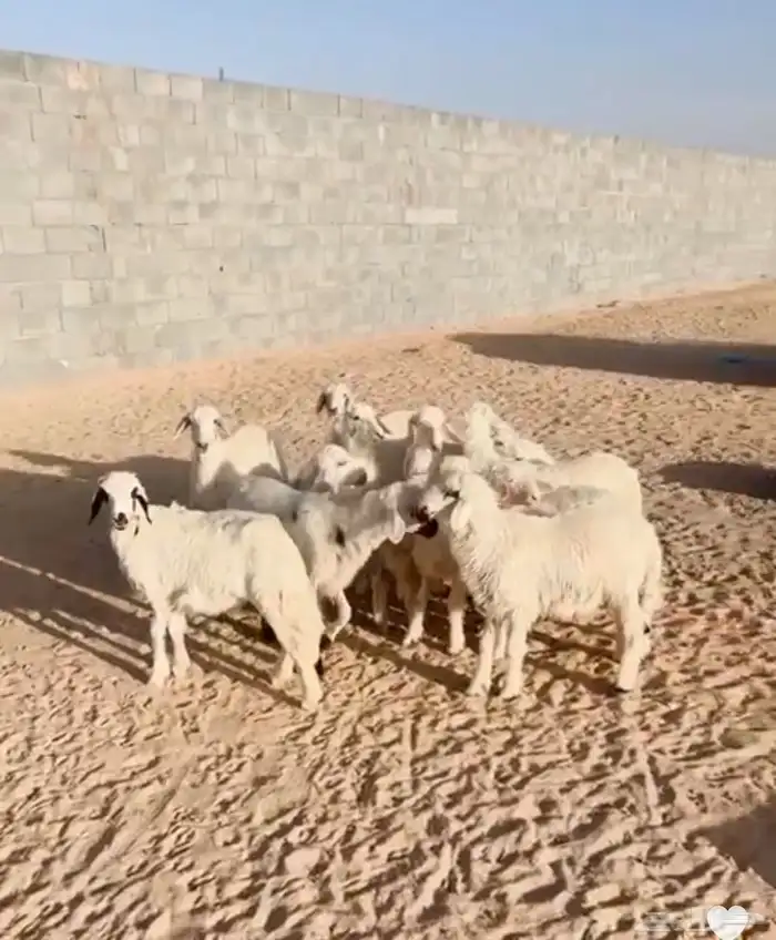 بهم خرفان ورخال 0