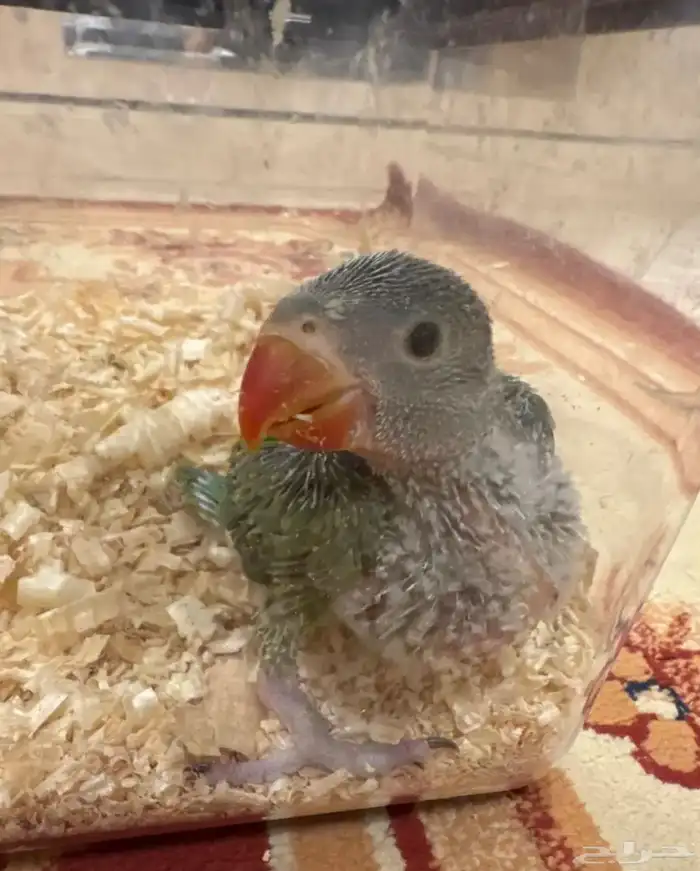 فروخ درة جامبو 0