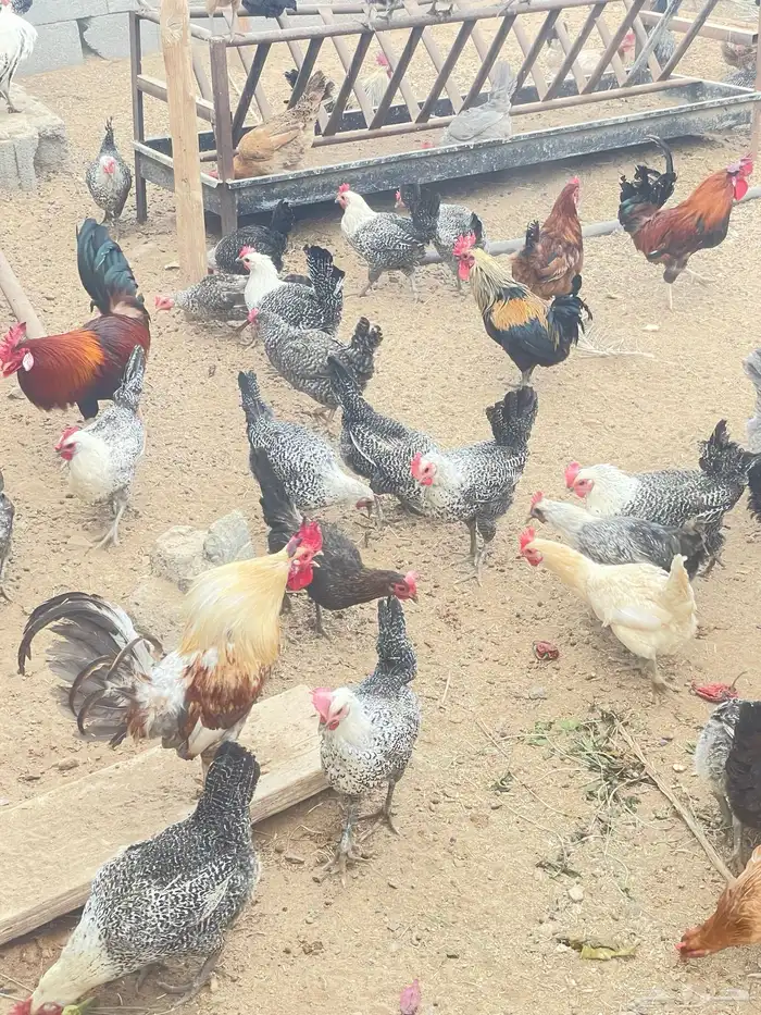 دجاج بلدي 3