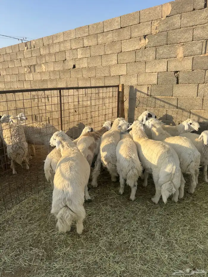 طليان حريه كلها تضحي سمان الموقع الرس 2
