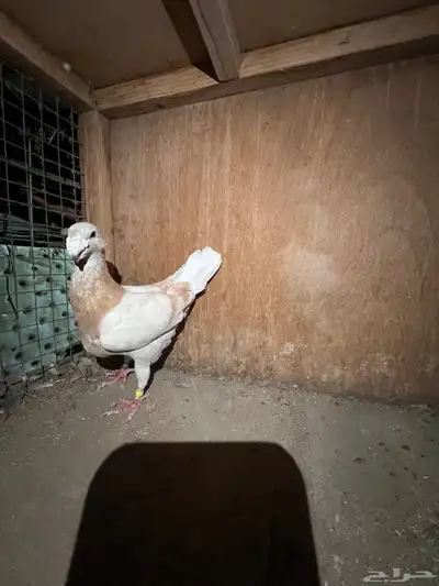 حمام 0