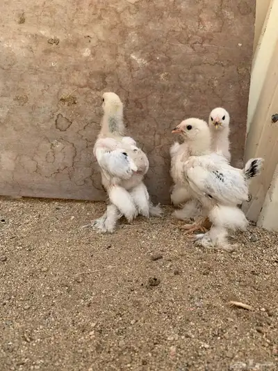 صيصان براهما كولمبي ( تم البيع ) 4