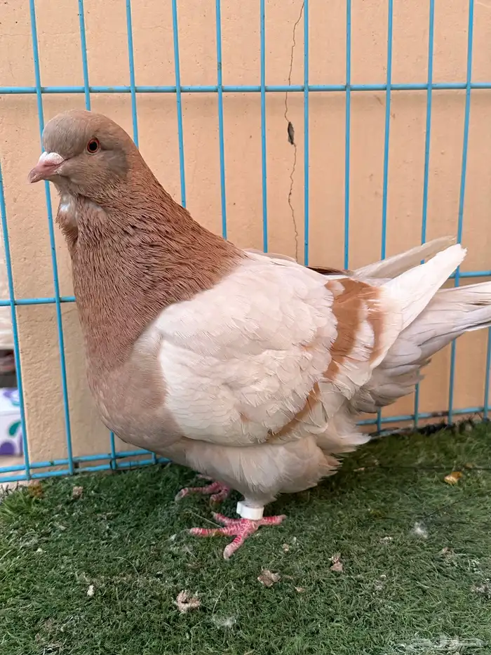 انثى فرش تم البيع 3