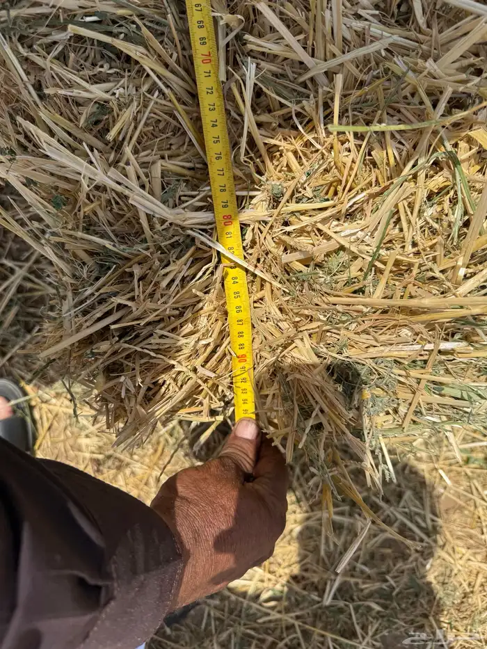 تبن قمح جديده 0