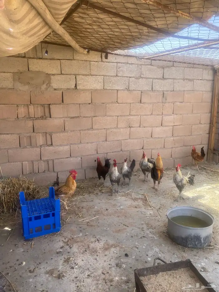 دجاج وديك 0