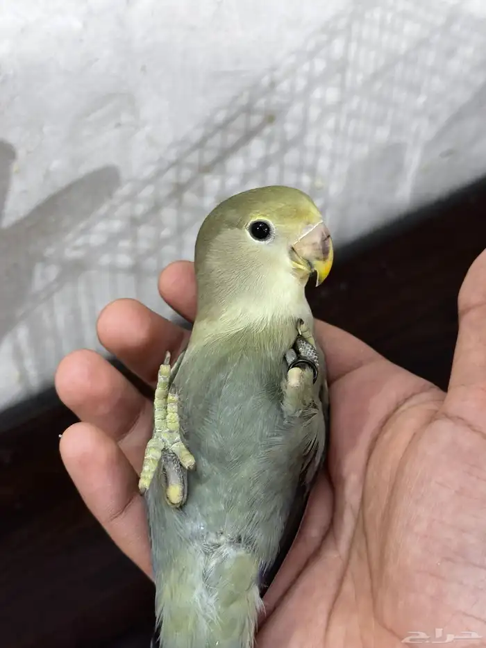 طير روز كان اليف ولاكن ما يعض (تم البيع ) 2