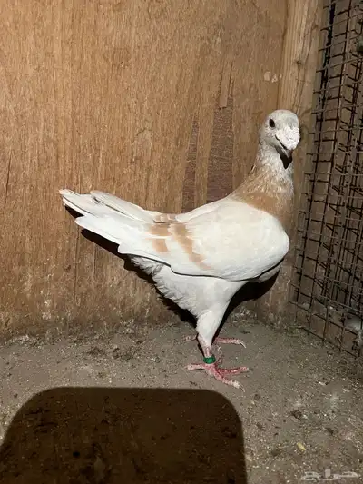حمام 4