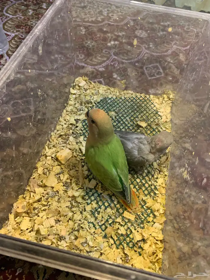 فراحت روز غر 2